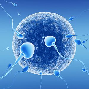 Insemination