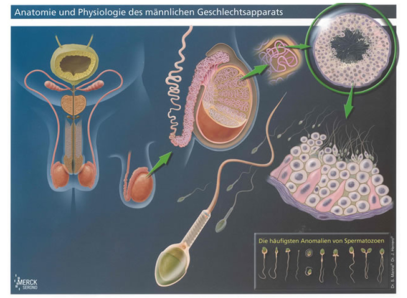 Spermiogramm Fruchtbarkeitstest Berlin